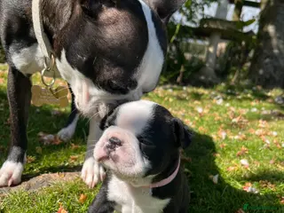 Boston Terrier dogs 🌟 KC Registered Boston Terrier Puppies 🌟 - Advert 5