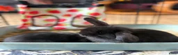 Mini Lop rabbits for sale: X 5 black beautiful fluffy mini lops  - Advert 8