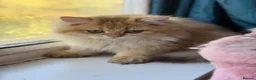 British Longhair cats for sale: Beautiful British Longhair Golden Shaded NY11  - Advert 5