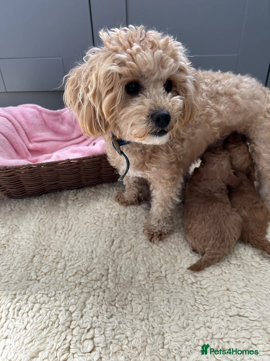 Maltipoo dogs for sale: Tiny Toy Maltipoo puppies - Advert 9