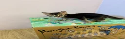 Bengal cats for sale: Rare silver charcoal Marble Girl   - Advert 2