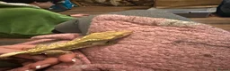 Gecko reptiles for sale: Two crested geckos with two tanks - Advert 5