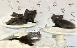 Maine Coon cats for sale: Black Smoke Maine Coon Kittens - Image 8