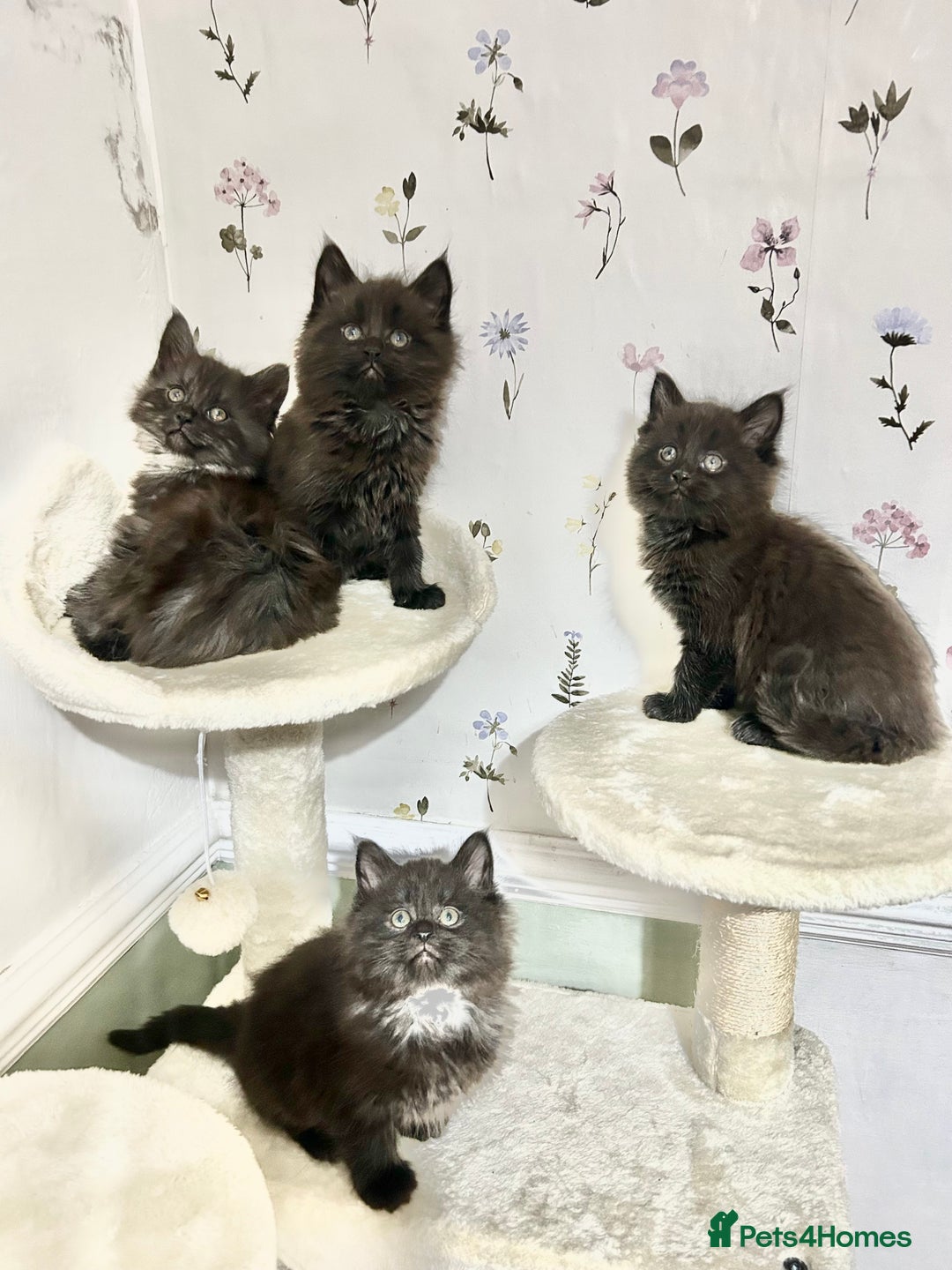 Maine Coon cats for sale: Black Smoke Maine Coon Kittens - Image 8