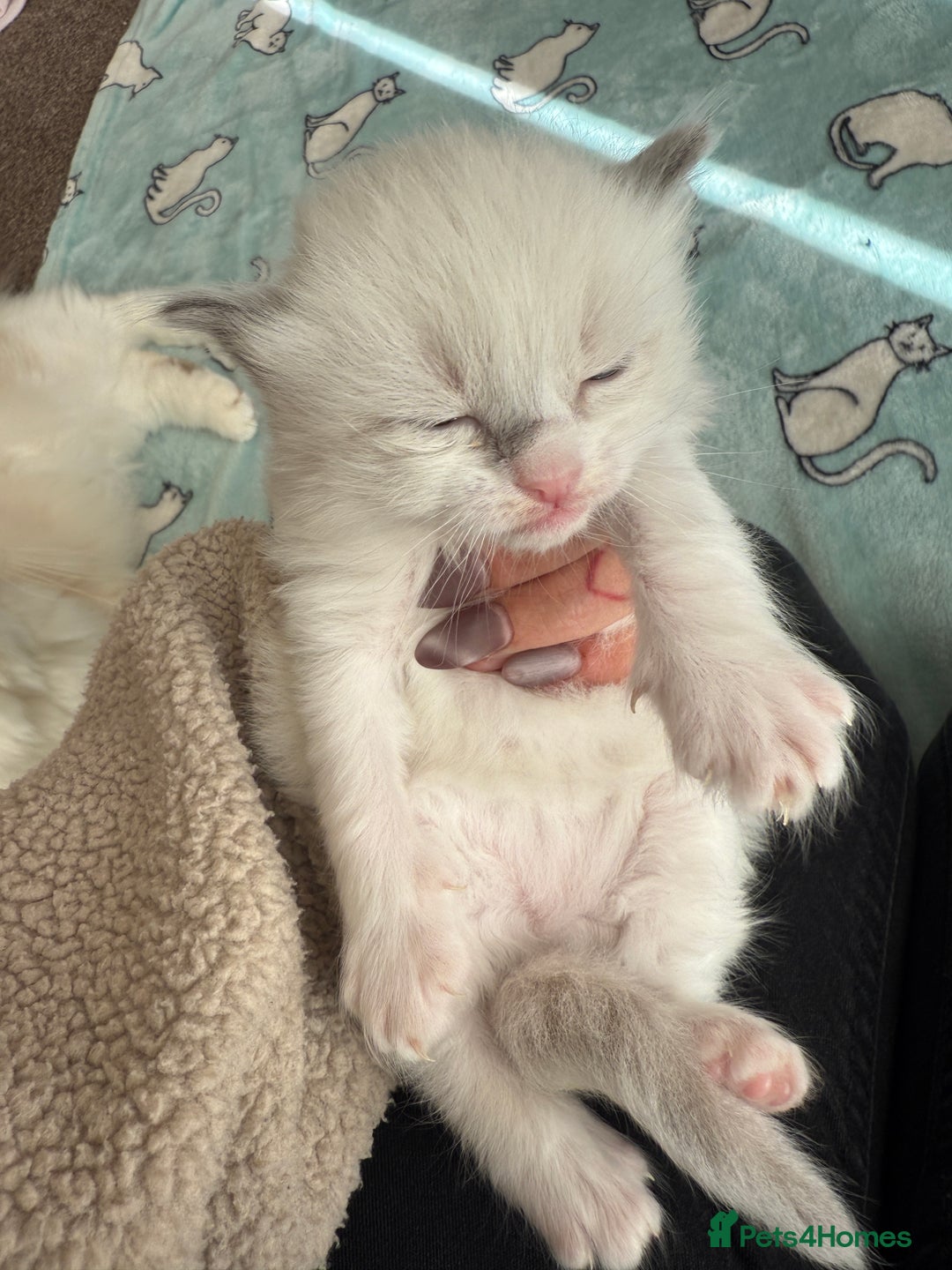 Ragdoll cats for sale: Beautiful girl Ragdoll  - Image 4
