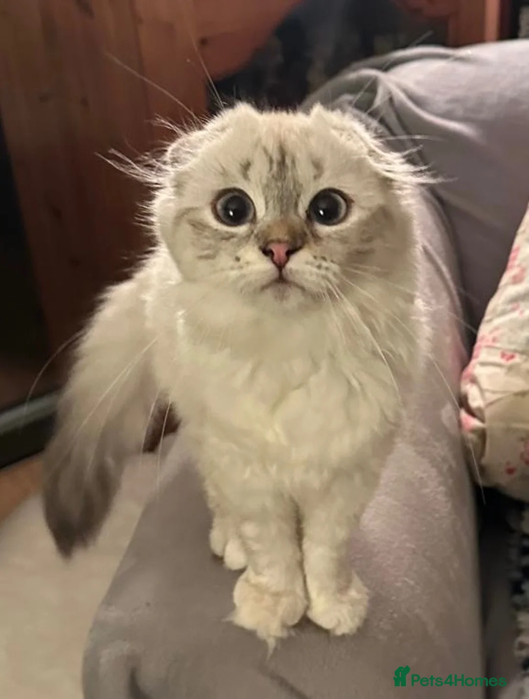 Mixed Breed cats for sale: Scottish Fold/Ragdoll in Colchester - Advert 2