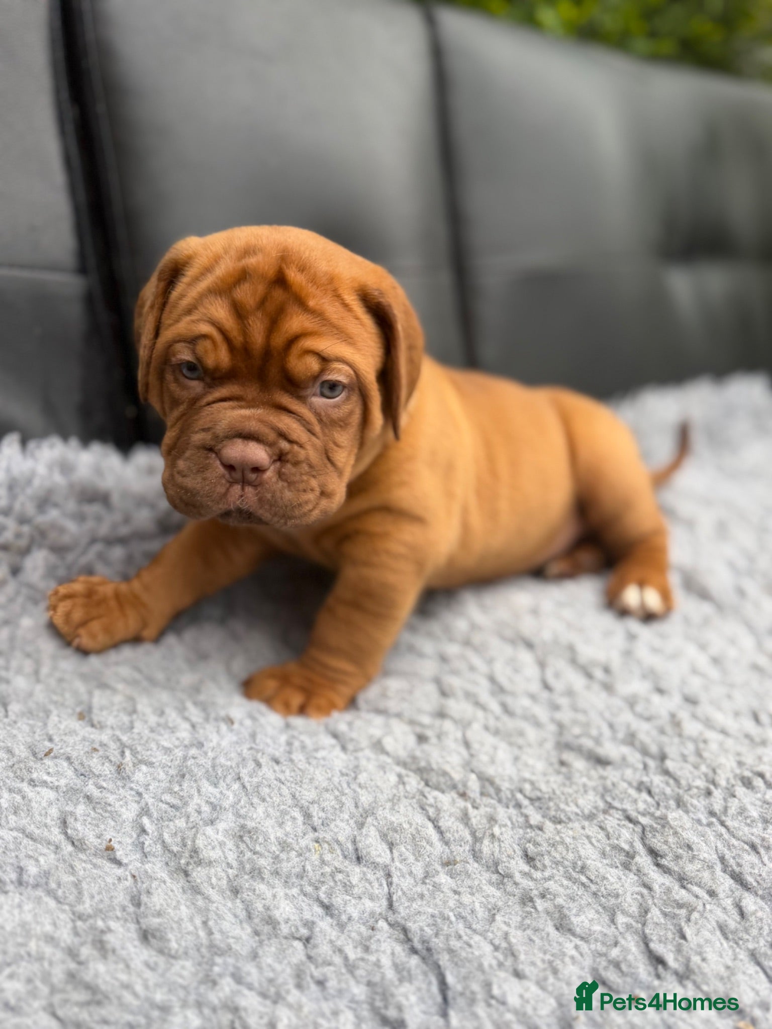 Dogue De Bordeaux dogs KC Dogue de Bordeaux Puppies with champions.  - Advert 6
