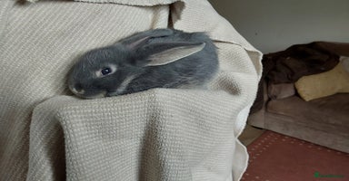 Mixed Breed rabbits - Advert 8