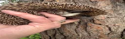 Pygmy Hedgehog rodents for sale: 9 week hoglets/ full masked/ reverse pinto READY   - Advert 21