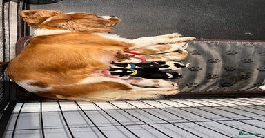Cavalier King Charles Spaniel dogs - Advert 9