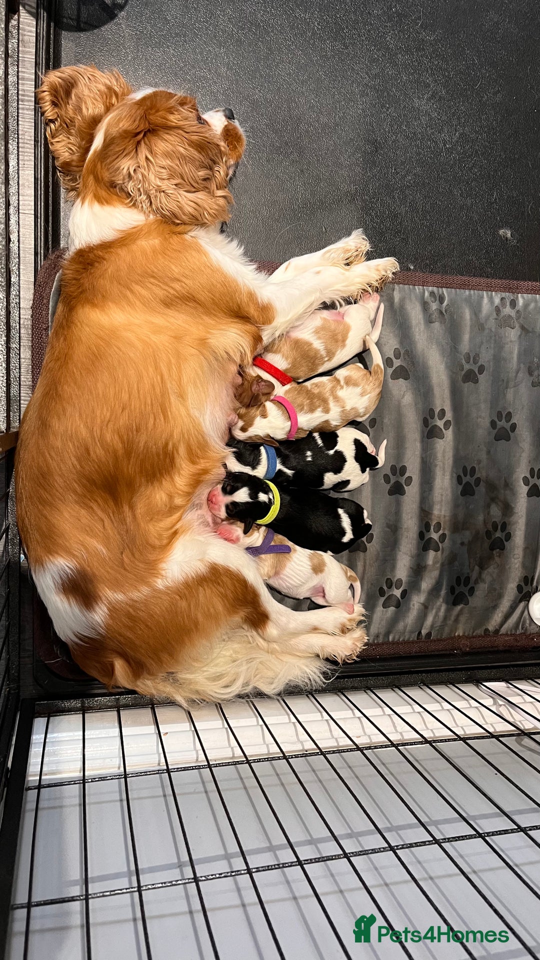Cavalier King Charles Spaniel dogs for sale: Stunningly cute Cavalier King Charles Puppies  - Image 1