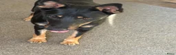 Mixed Breed dogs for adoption: Sweet Lilly is looking for LOVE - Advert 14