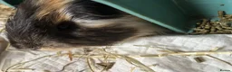 Guinea Pig rodents for sale: 2 boy guinea pigs to be sold together in Cramlington - Advert 4
