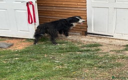 Mixed Breed dogs for sale: 18 month old bearded collie bitch - Image 3