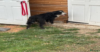 Mixed Breed dogs - Advert 3