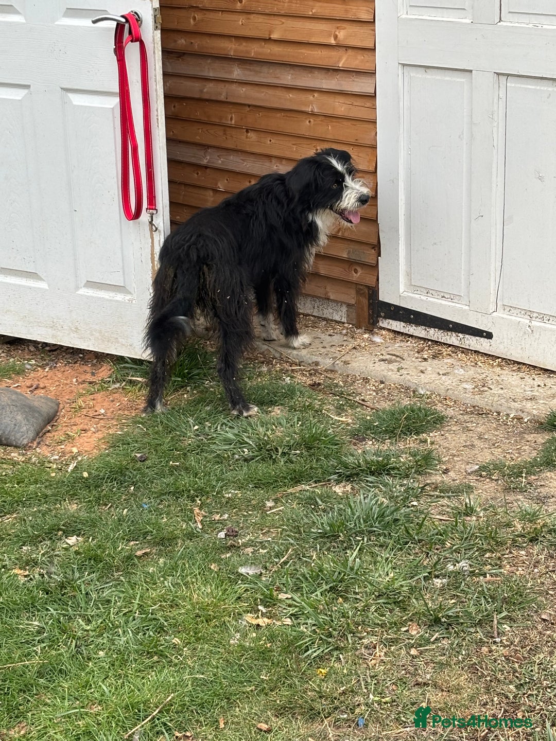 Mixed Breed dogs for sale: 18 month old bearded collie bitch - Image 3