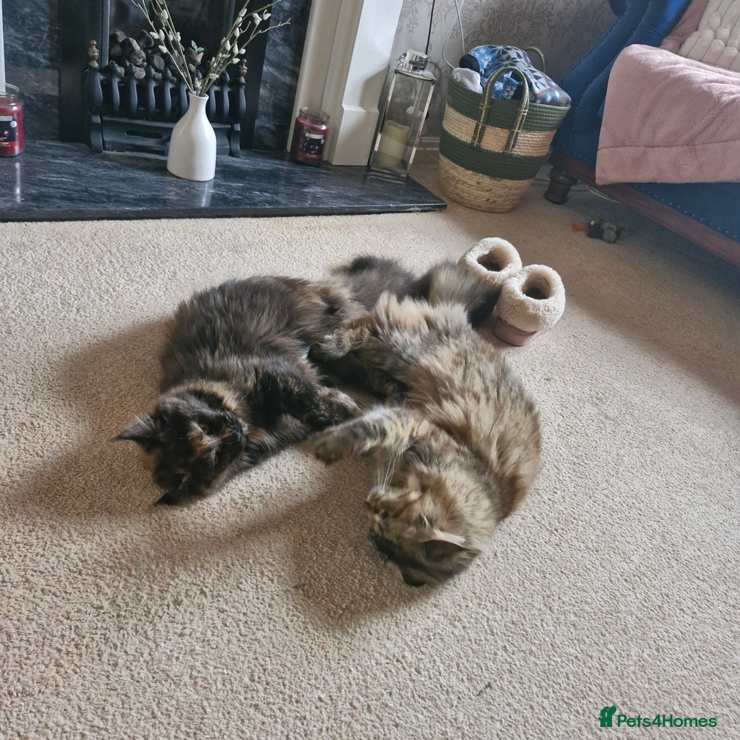 Maine Coon cats for sale: Maine coons Nellie & Dollie to stay as a pair.  - Advert 3