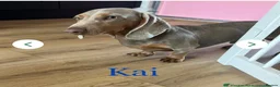 Miniature Dachshund dogs for sale: Beautiful littler of 8 miniature dacshunds  in Saltburn-by-the-Sea - Advert 2