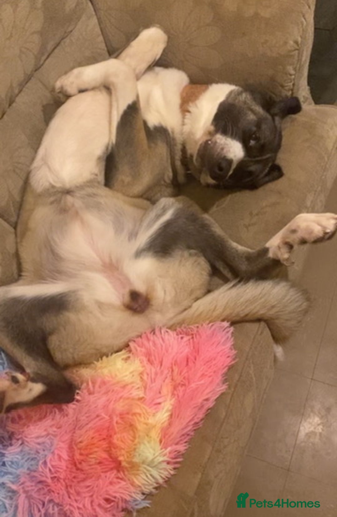 Mixed Breed dogs for sale: Loving giant 2 y/o girl - Advert 3