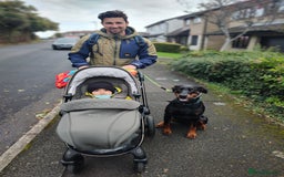 Dobermann dogs for sale: 4 year old Male Doberman looking for forever home - Image 39