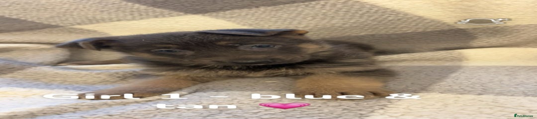 German Shepherd Puppy 3