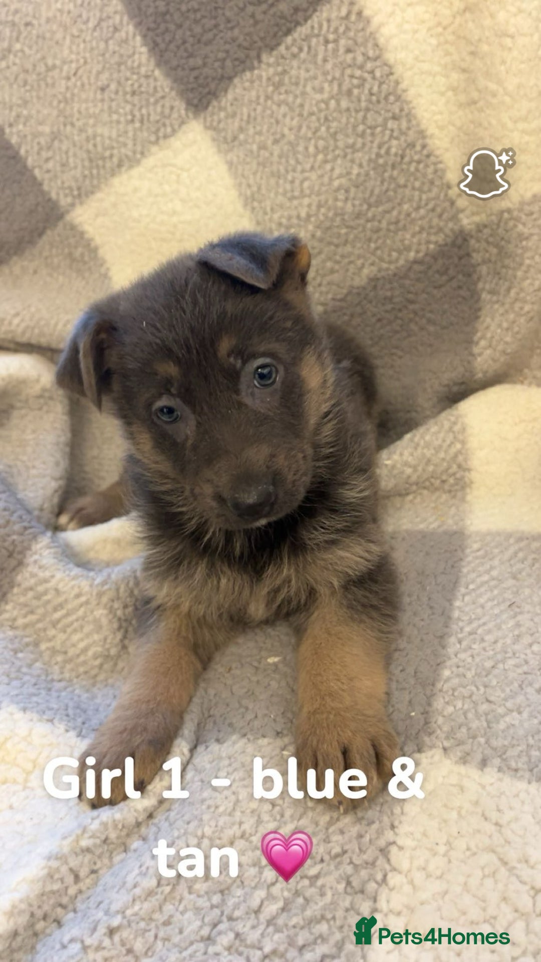 German Shepherd dogs for sale: Beautiful litter of coloured German shepherds!  - Advert 11