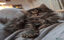 Ragdoll cats for sale: Beautiful Bengal/Ragdoll Male Kitten - Image 4