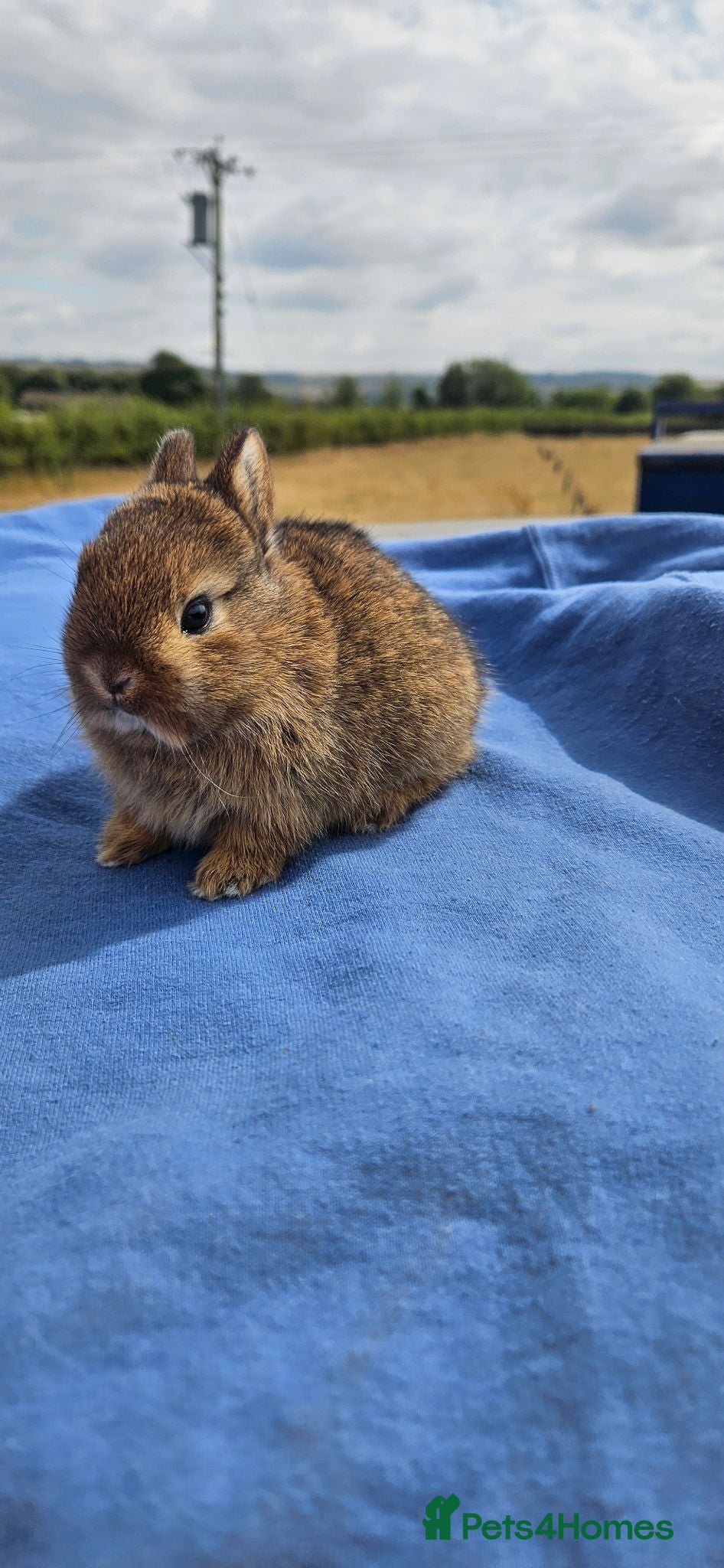 Netherland Dwarf rabbits Agouti Netherland Dwarf Bunnies 🤎🐰 - Advert 2