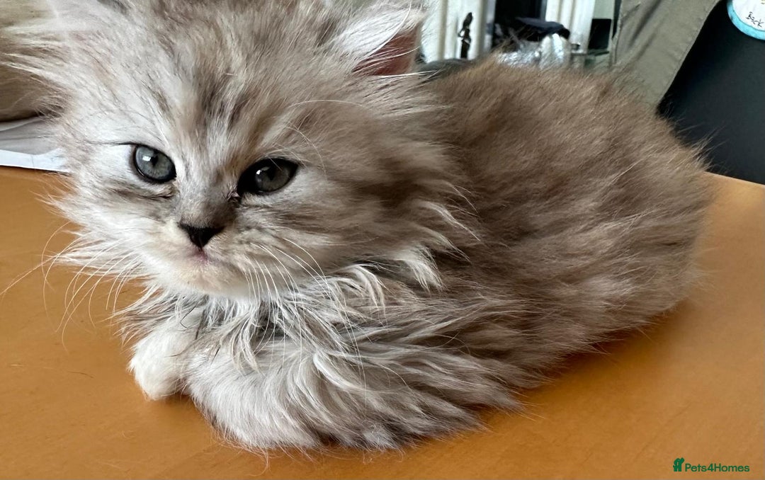 Persian cats for sale: Two multicoloured Persian females - Image 4