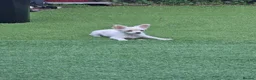 Chihuahua dogs for sale: 4 month little girl - Advert 8