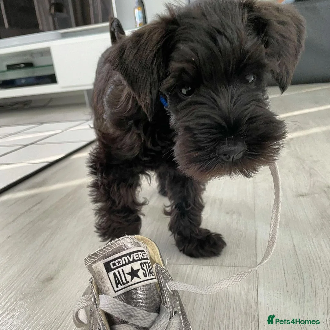 Miniature Schnauzer dogs for sale: Beautiful 7-Month-Old Female Schnauzer Poppy - Advert 7