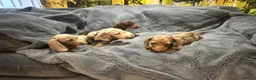 Miniature Dachshund dogs for sale: Pedigree miniature dachshunds ready now - Advert 11