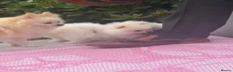 Pomeranian dogs for sale: White male baby Pomeranians  - Advert 6