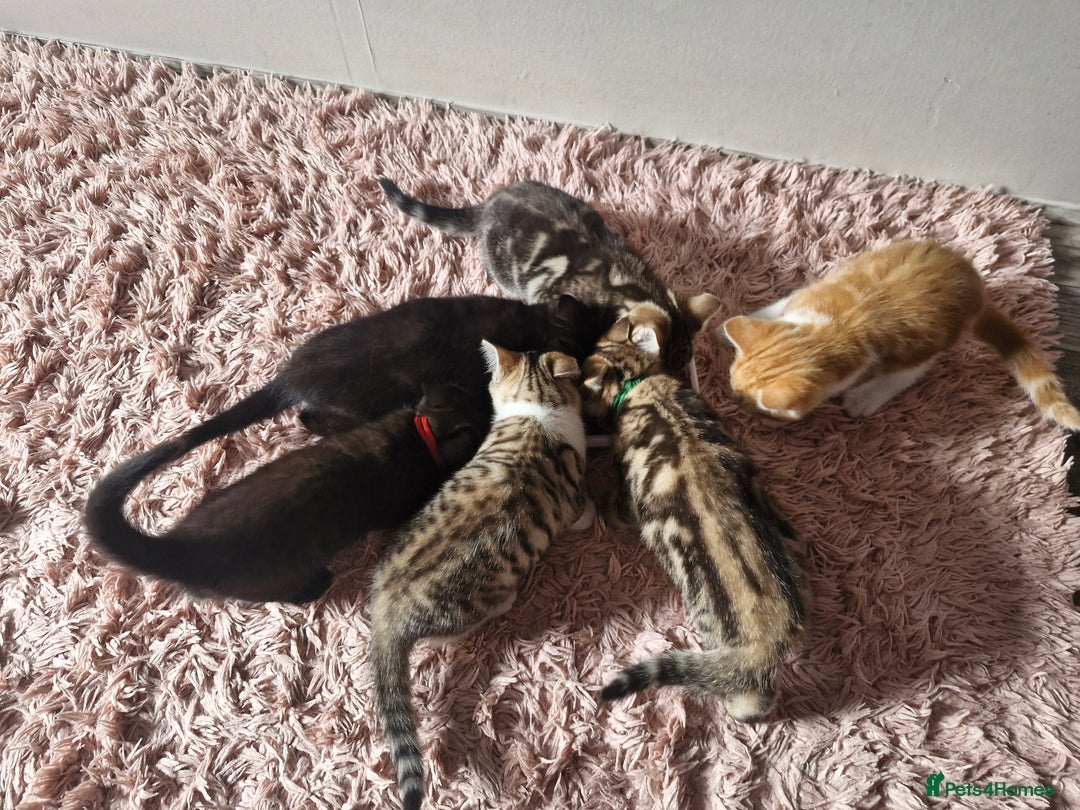 Mixed Breed cats for sale: 6 Beautiful Kittens British Shorthair Calico Cross - Image 14