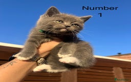 Ragdoll cats for sale: 😍Ragdoll&British Shorthair Mix😍 - Image 7