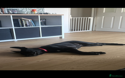 Mixed Breed dogs for sale: About Red - Image 4