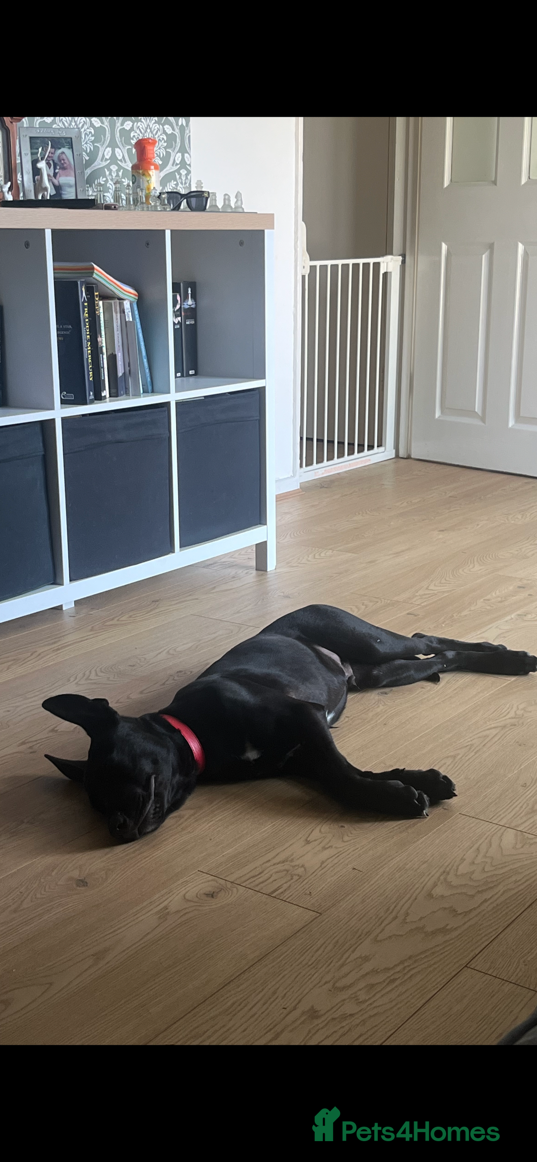 Mixed Breed dogs for sale: About Red - Image 4