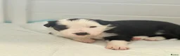Border Collie dogs for sale: KC registered sport puppies - Advert 7