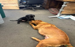 Labrador Retriever dogs for sale: Gorgeous Working Labrador Pups AVAILABLE NOW! - Image 10