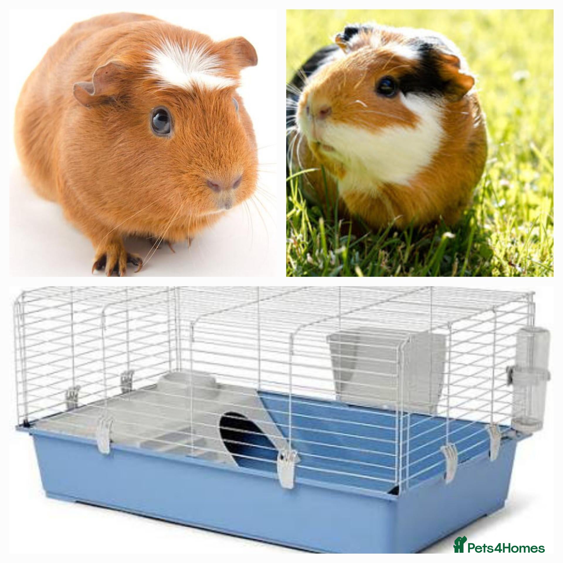 Guinea Pig rodents for sale: 2 female guinea-pig £40(1 year old) - Advert 2