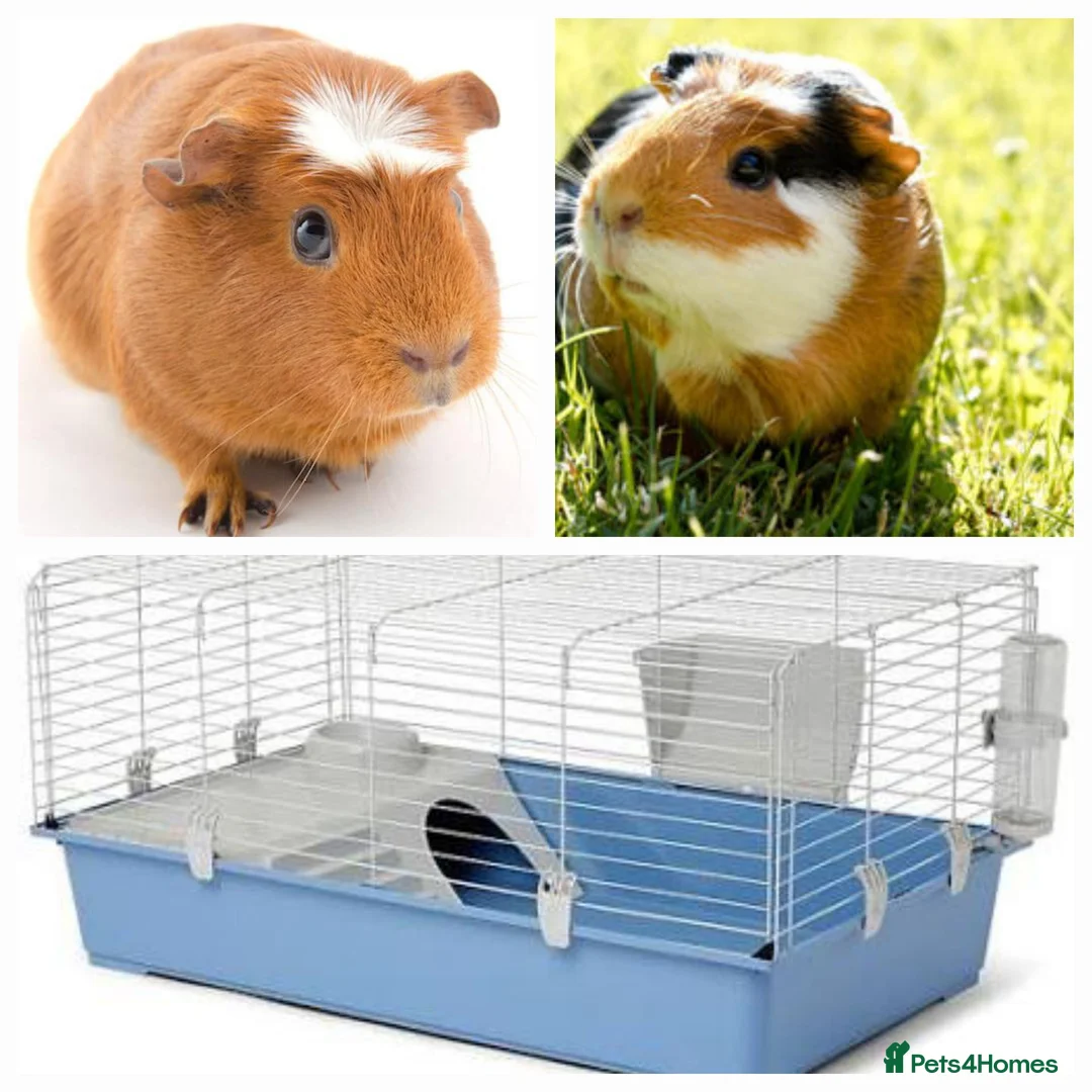 Guinea Pig rodents for sale: 2 female guinea-pig £40(1 year old) - Advert 1