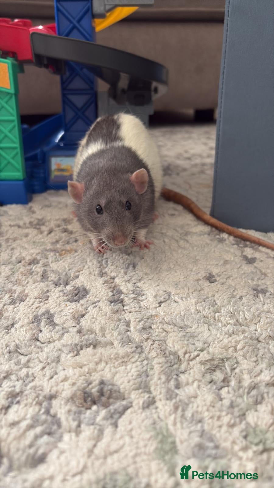 Rat rodents Rats looking for home - Advert 1