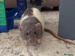 Rat rodents Rats looking for home - Advert 1