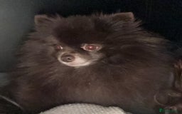 Pomeranian dogs for stud: Parti and lilac producing Russian chocolate stud  - Image 3