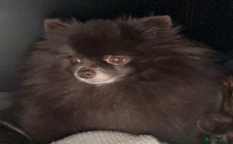 Pomeranian dogs - Advert 1