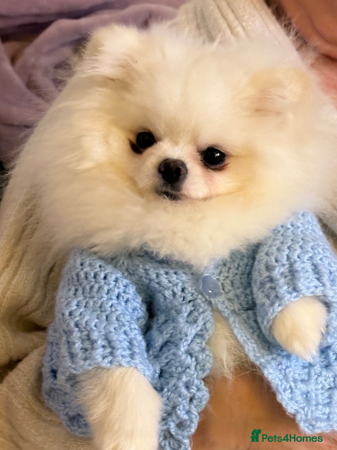 Pomeranian dogs for stud: White KC Pomeranian (Stud)  - Advert 4