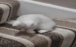 British Shorthair cats for sale: 4 British Short-hair kittens ready for new home💓 - Image 15