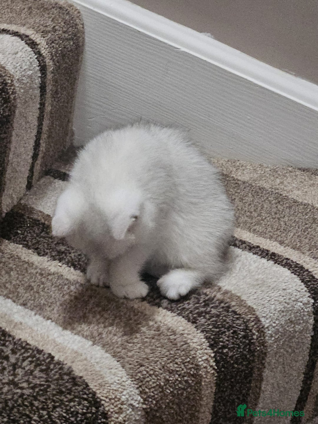British Shorthair cats for sale: 4 British Short-hair kittens ready for new home💓 - Image 15