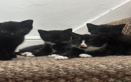 Exotic cats for sale: Kitten for sale - Image 1