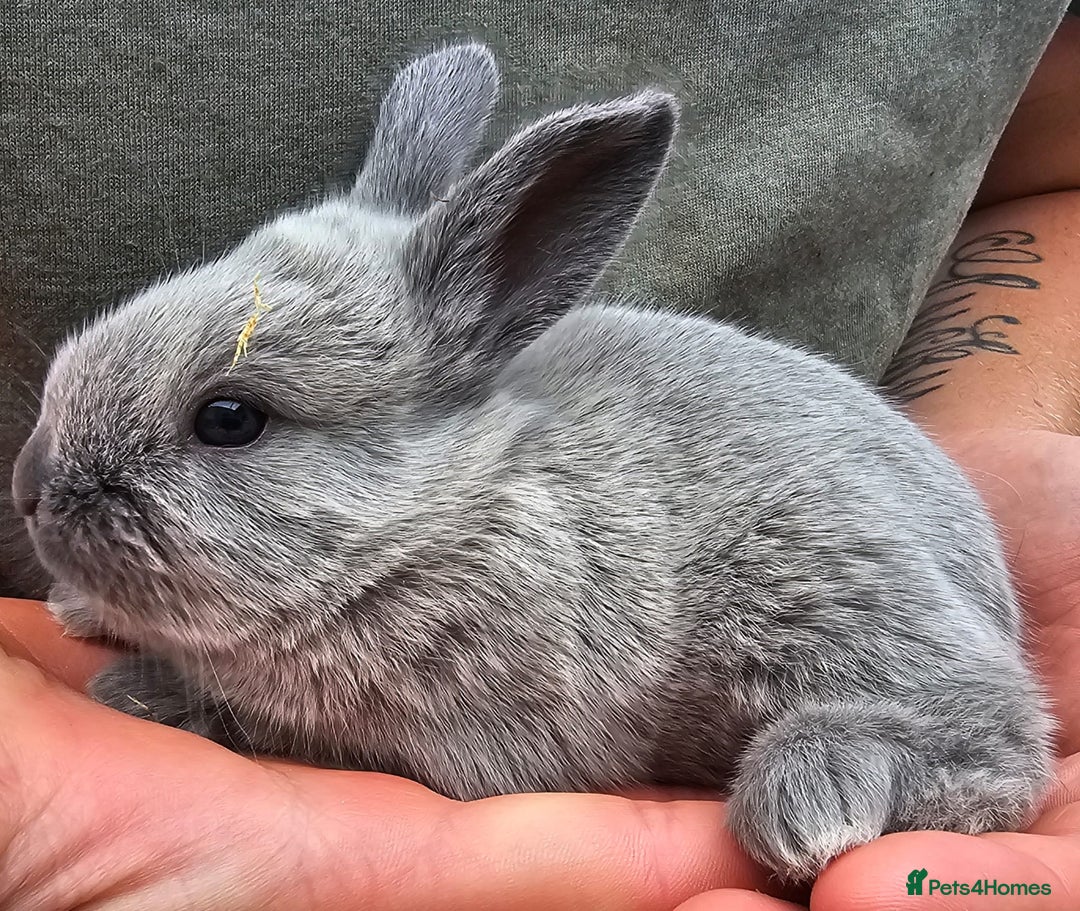 English Spot rabbits for sale: English spot x continental giant  - Image 8